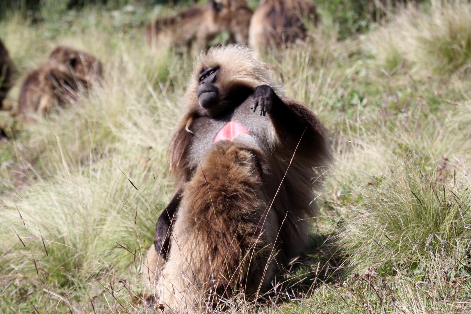 gelada (Theropithecus gelada)