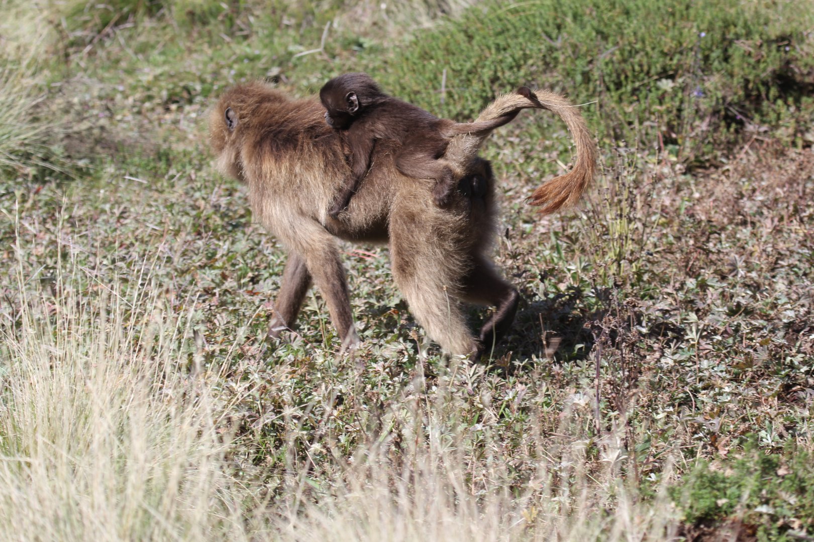 gelada (Theropithecus gelada)