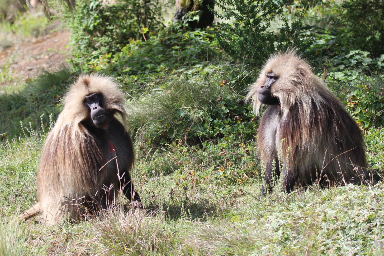 gelada (Theropithecus gelada)