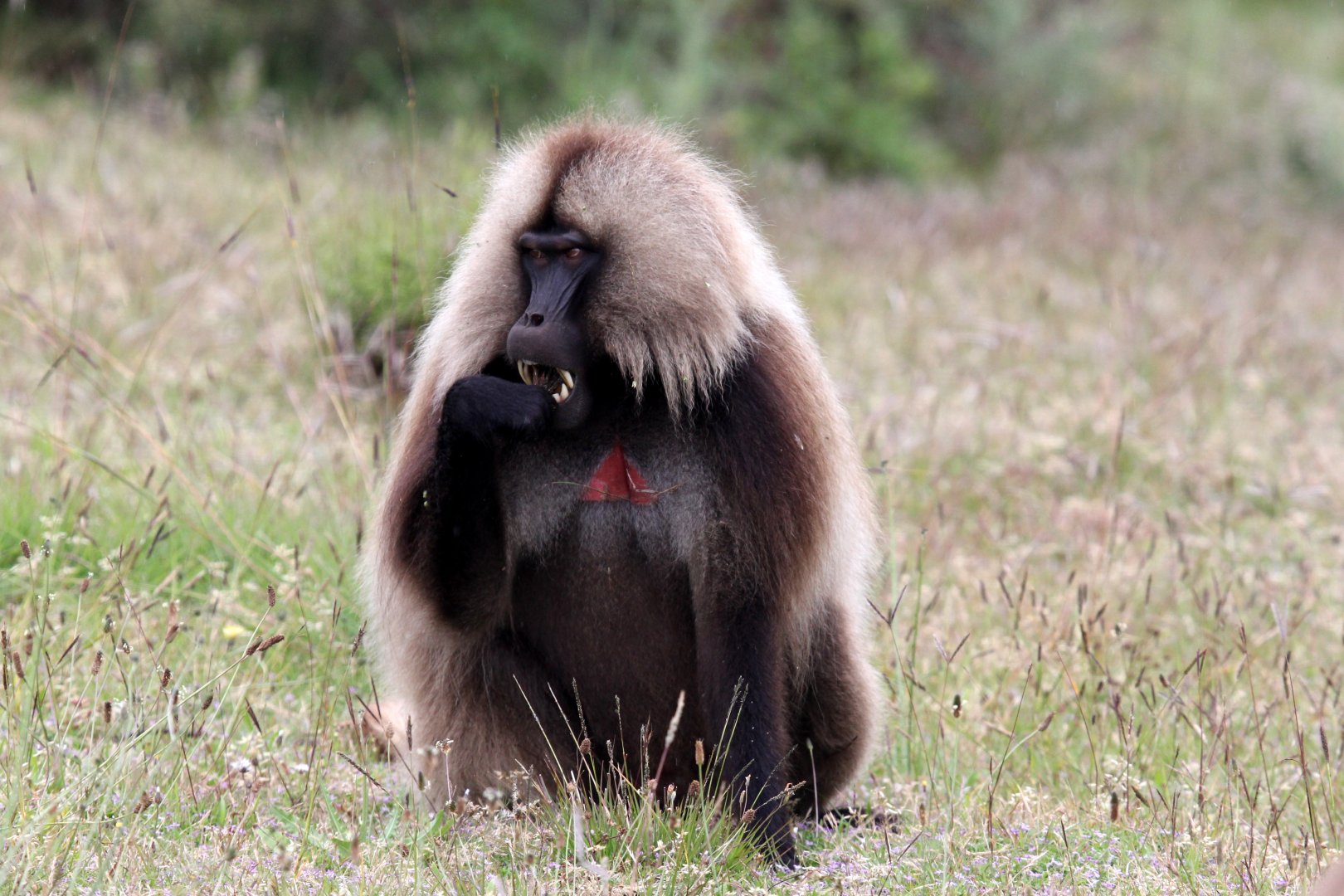 gelada (Theropithecus gelada)