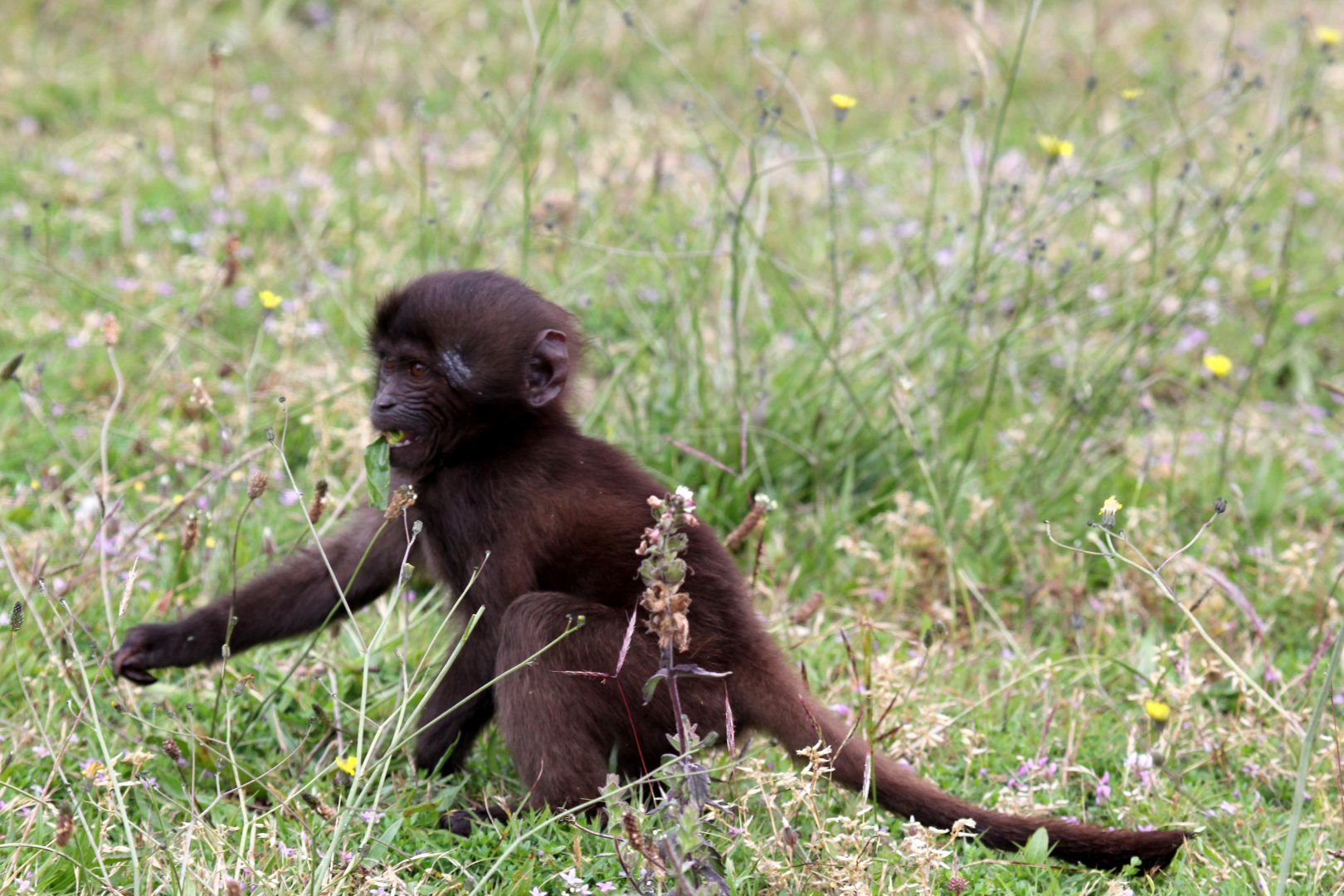 gelada (Theropithecus gelada)