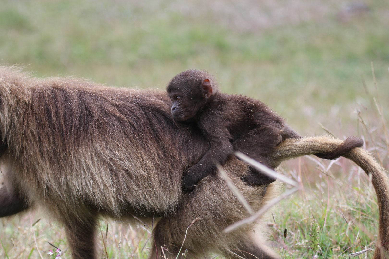 gelada (Theropithecus gelada)