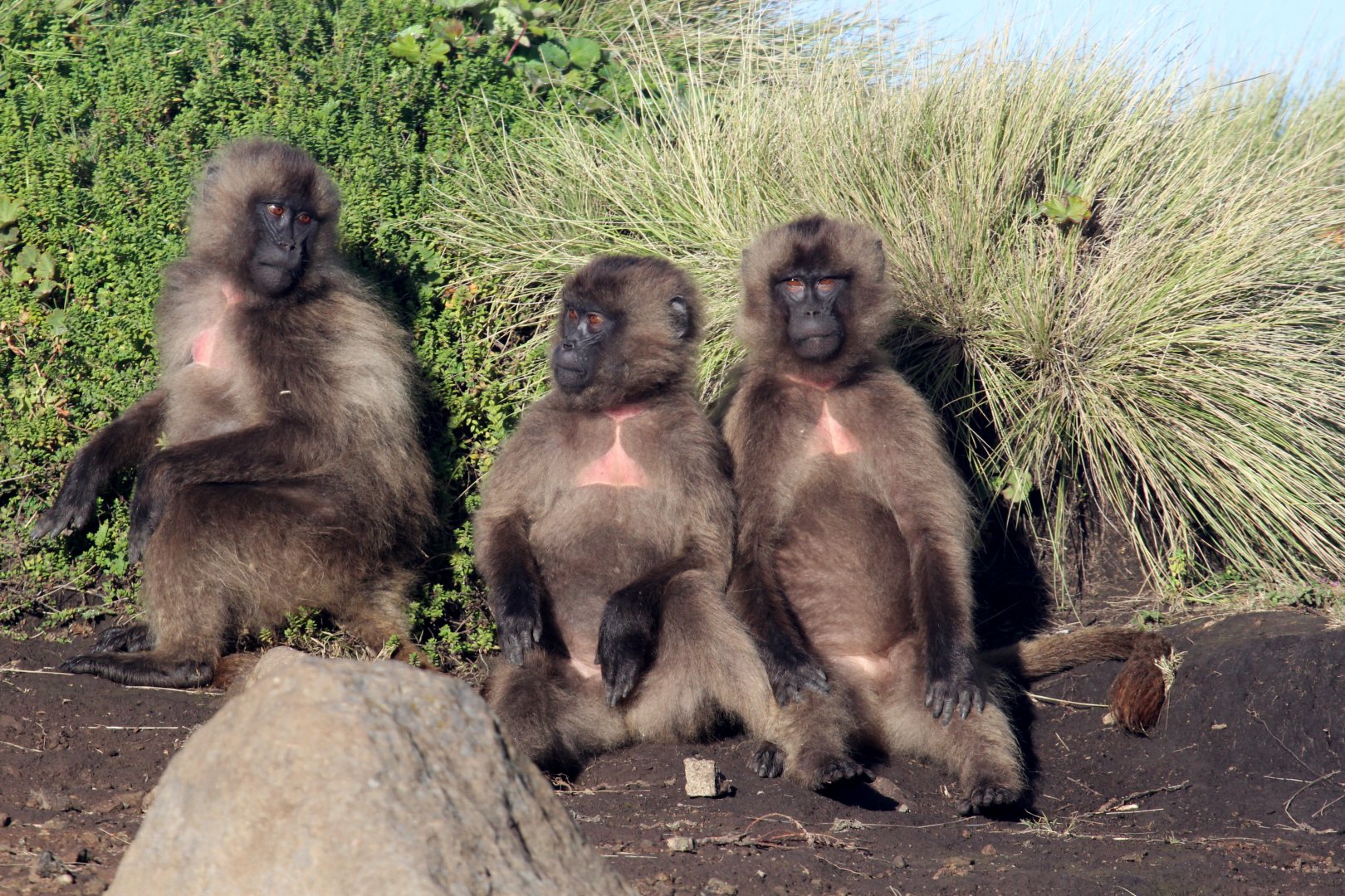 gelada (Theropithecus gelada)