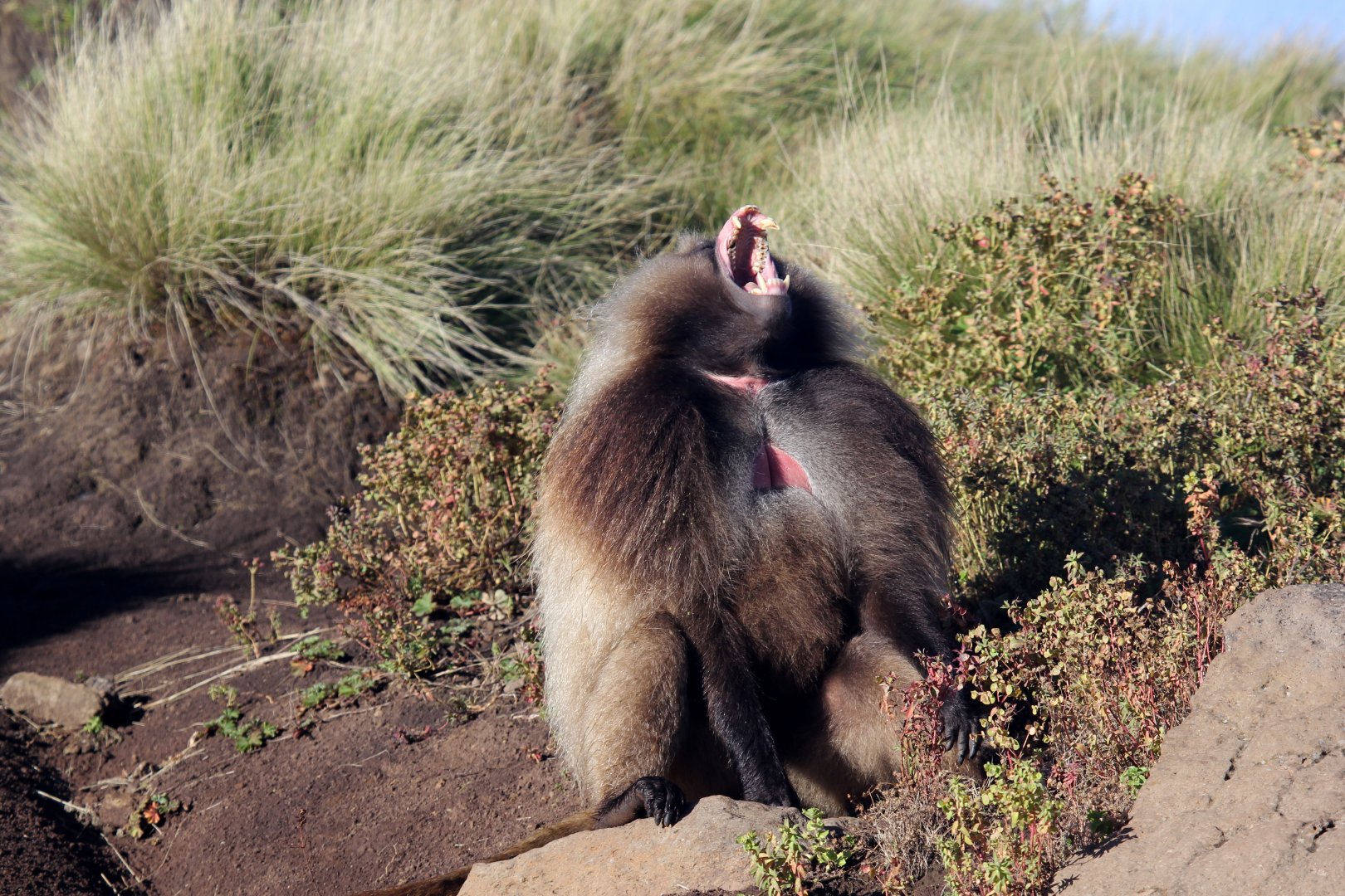 gelada (Theropithecus gelada)