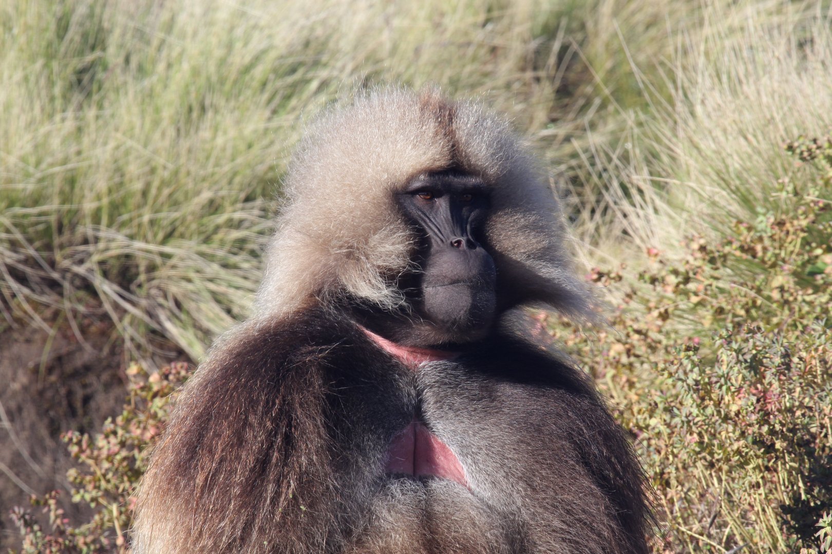 gelada (Theropithecus gelada)