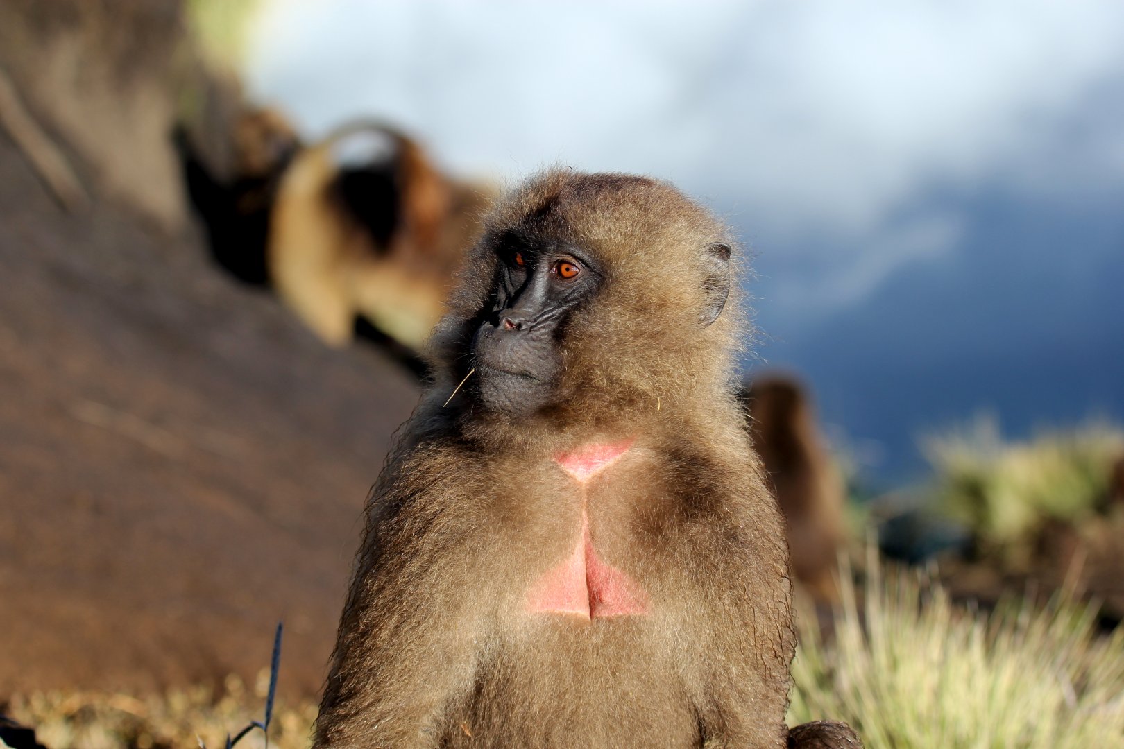 gelada (Theropithecus gelada)