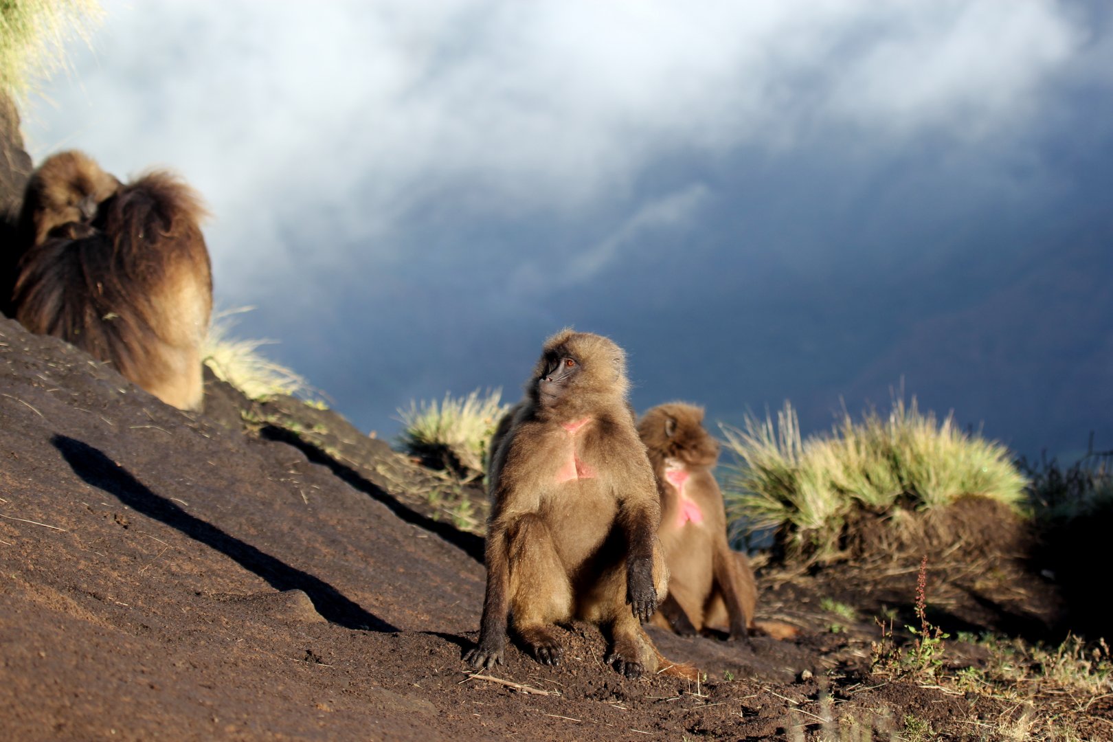 gelada (Theropithecus gelada)