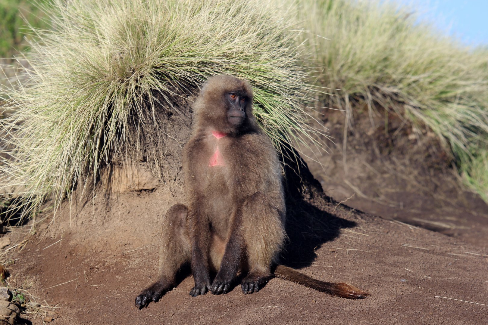 gelada (Theropithecus gelada)