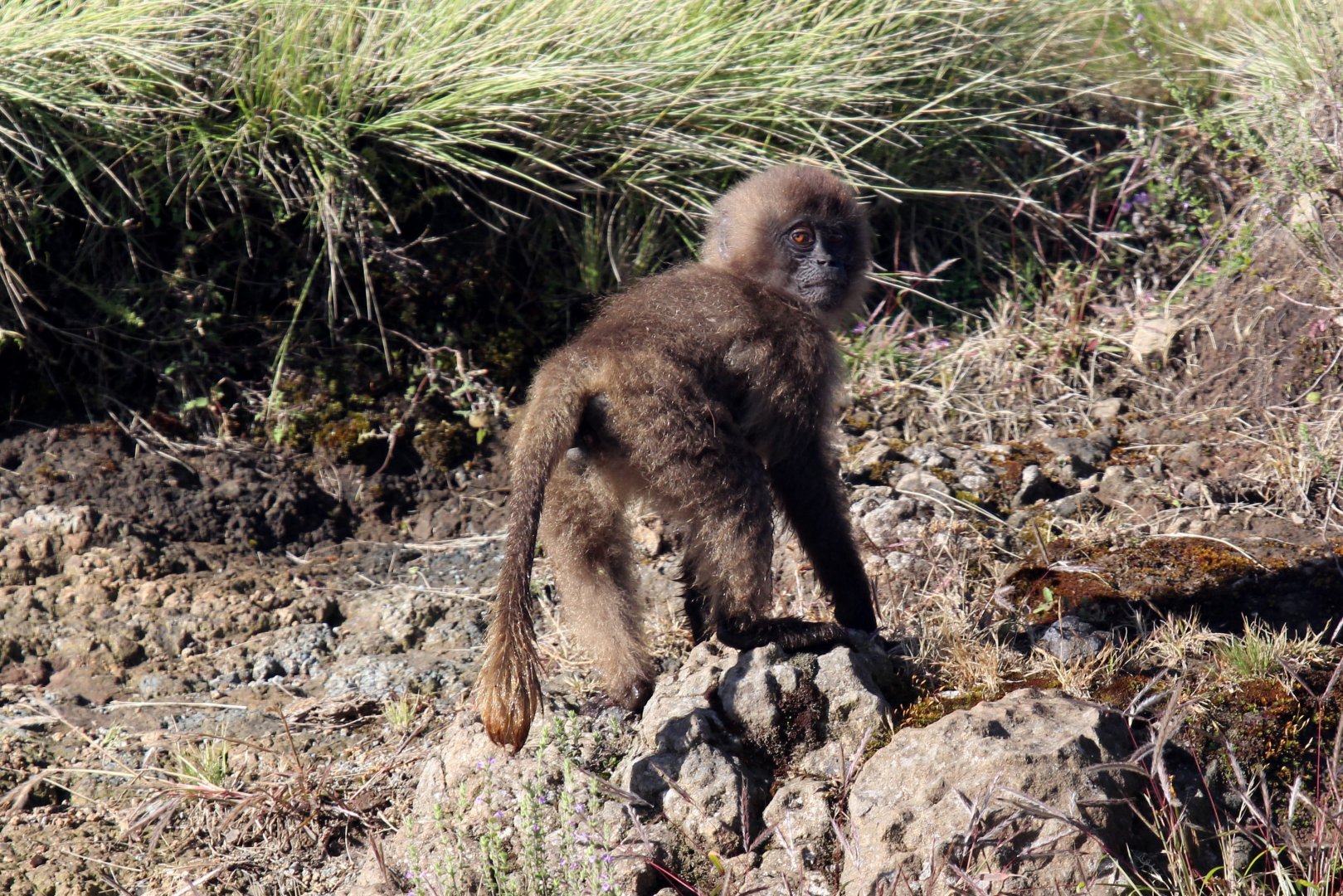 gelada (Theropithecus gelada)