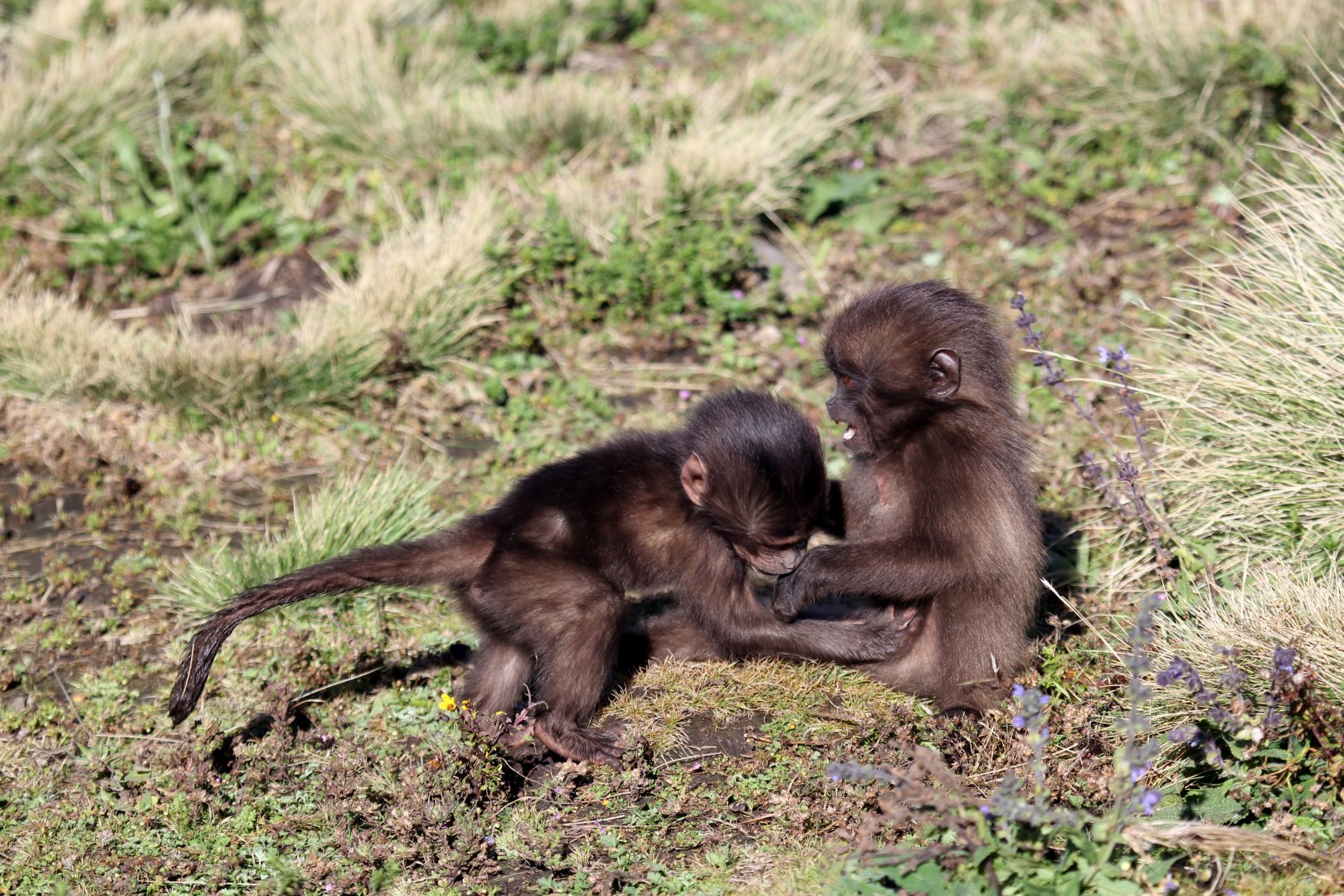 gelada (Theropithecus gelada)