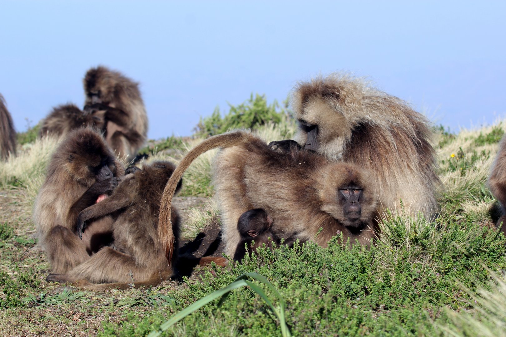 gelada (Theropithecus gelada)