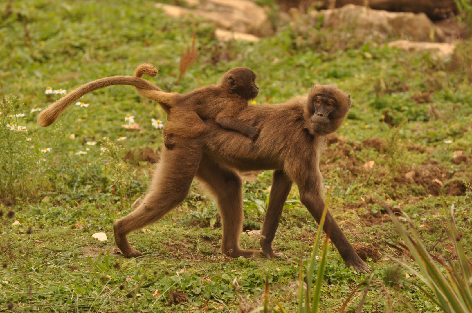 Gelada (Theropithecus gelada)