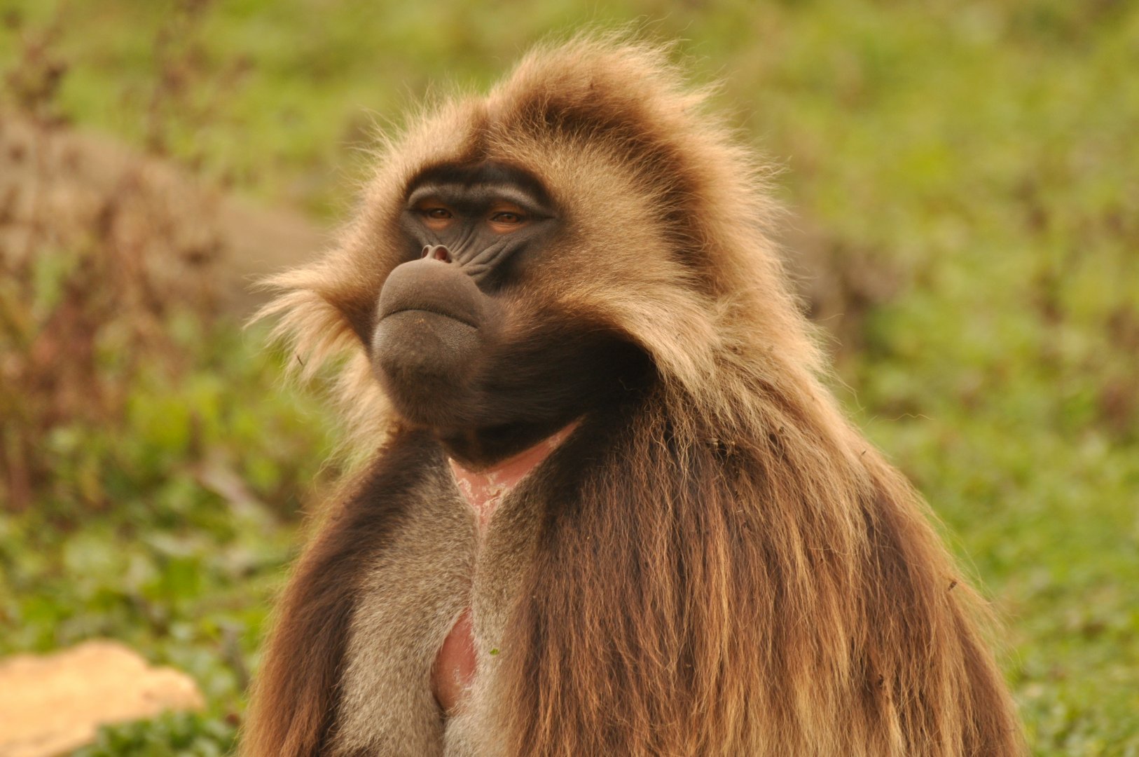 Gelada (Theropithecus gelada)
