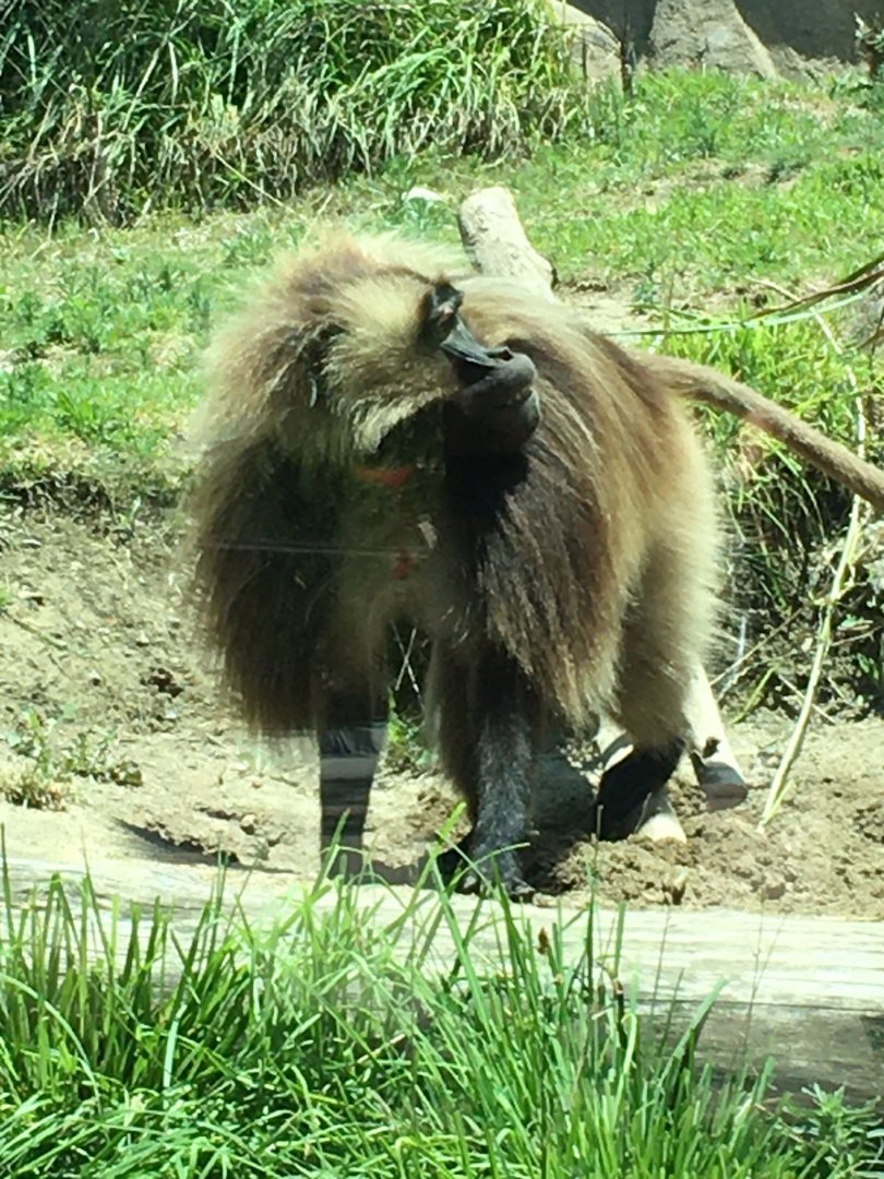 Gelada (Theropithecus gelada)