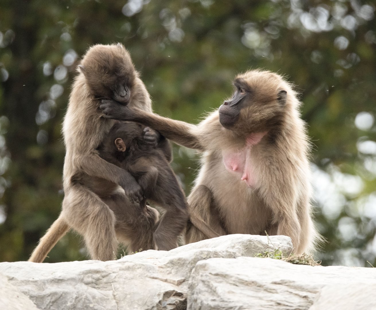 Gelada (Theropithecus gelada)