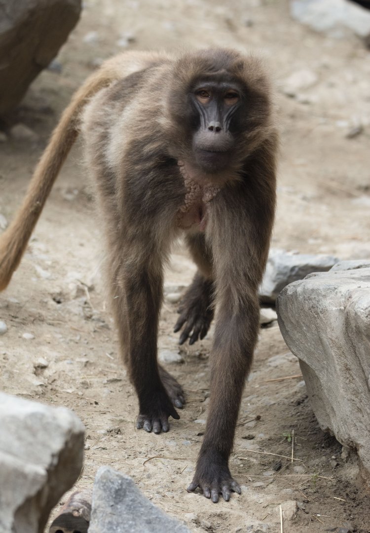 Gelada (Theropithecus gelada)