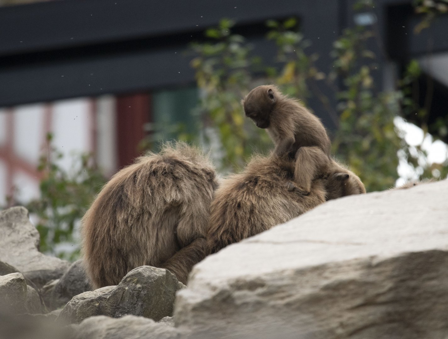 Gelada (Theropithecus gelada)