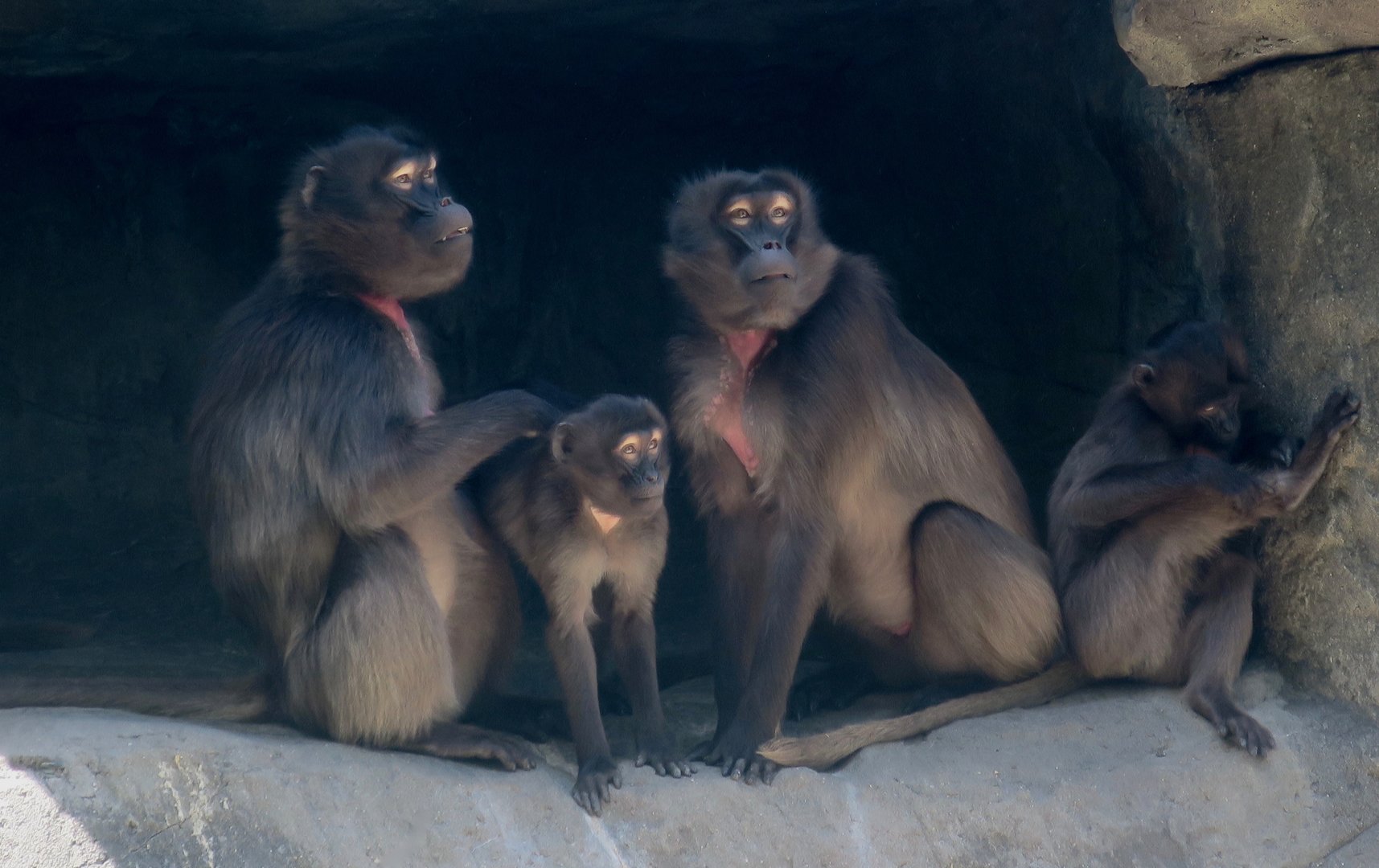 Gelada (Theropithecus gelada)