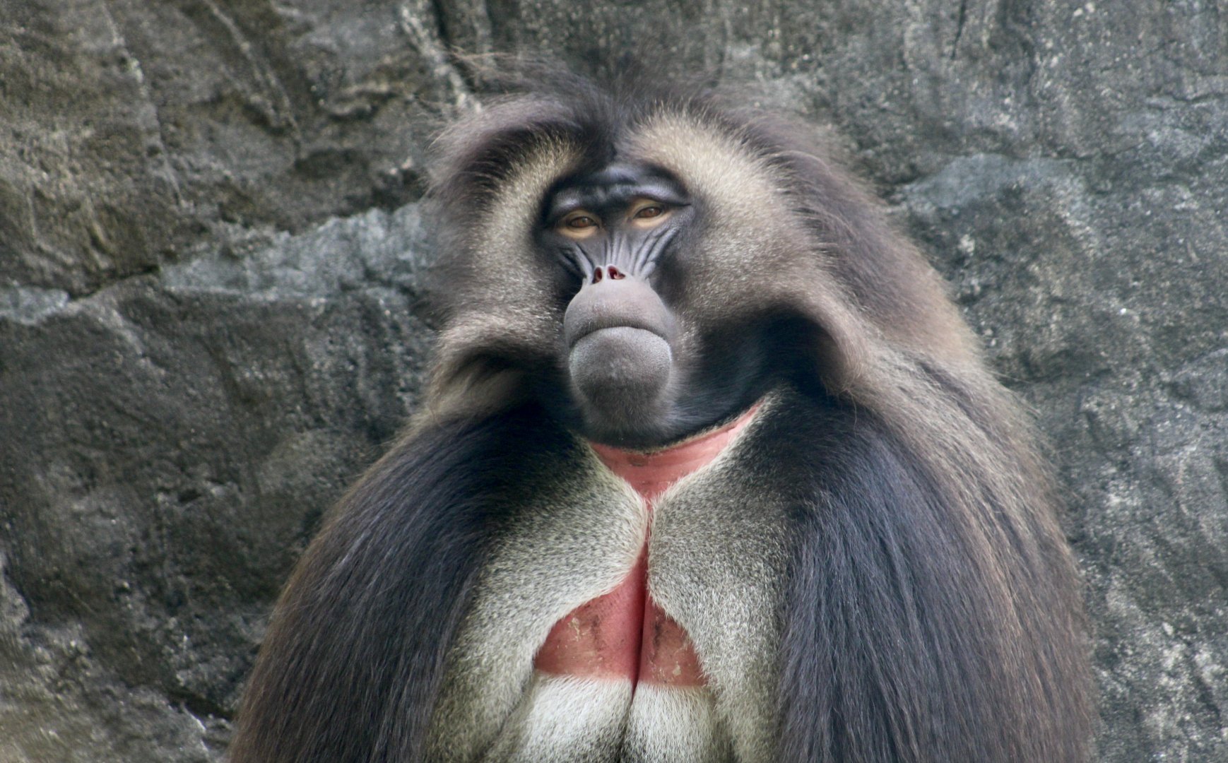 Gelada (Theropithecus gelada)