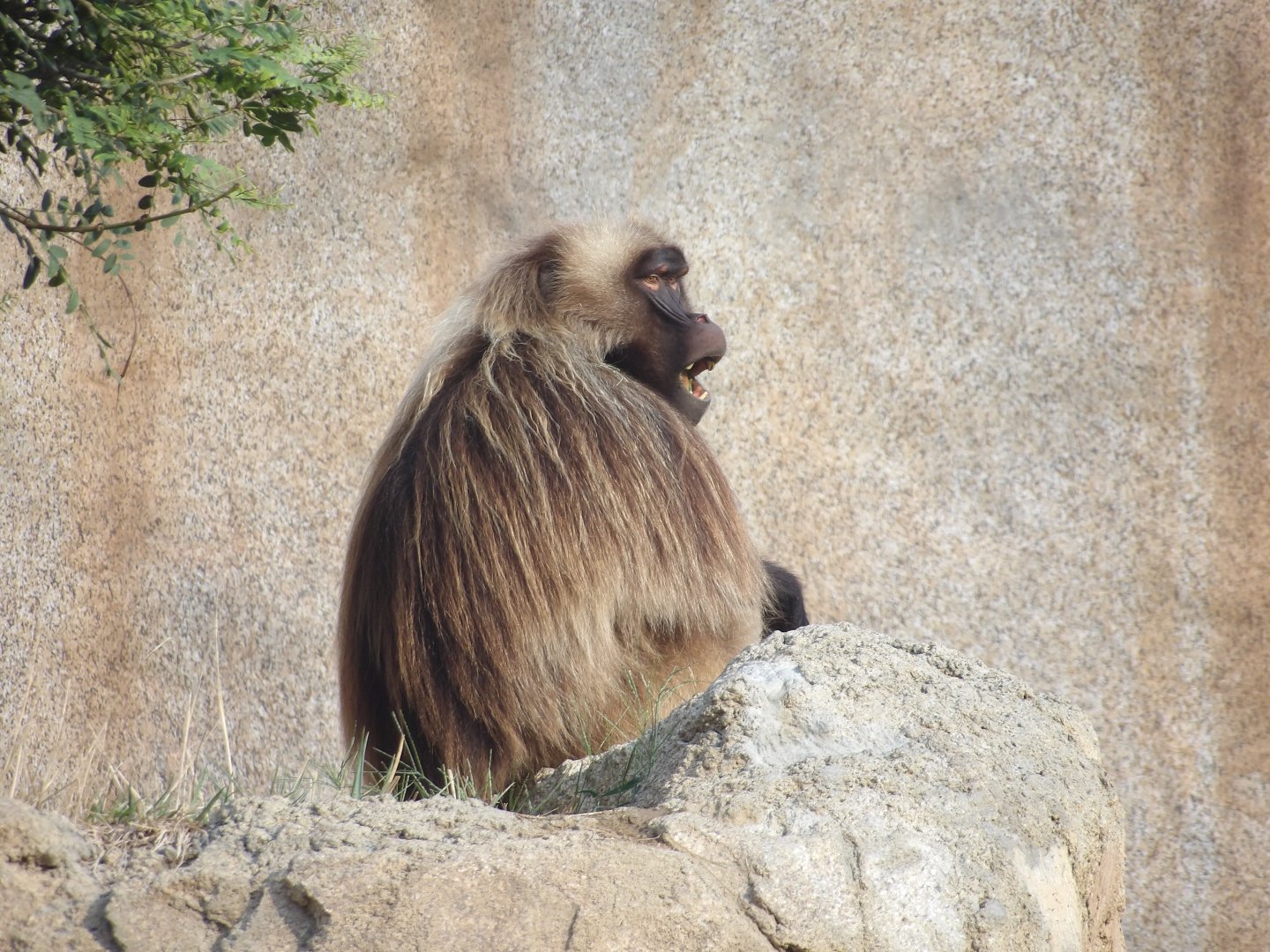 Gelada(Theropithecus gelada)