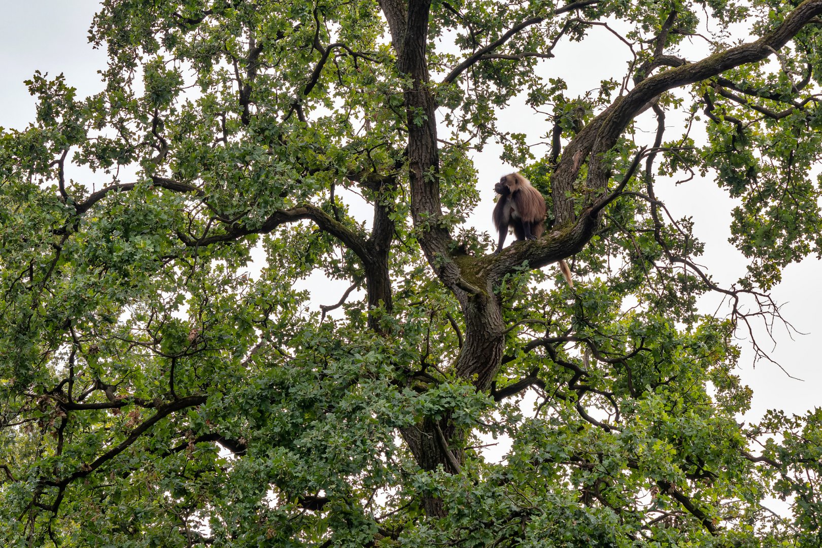 Gelada (Theropithecus gelada)