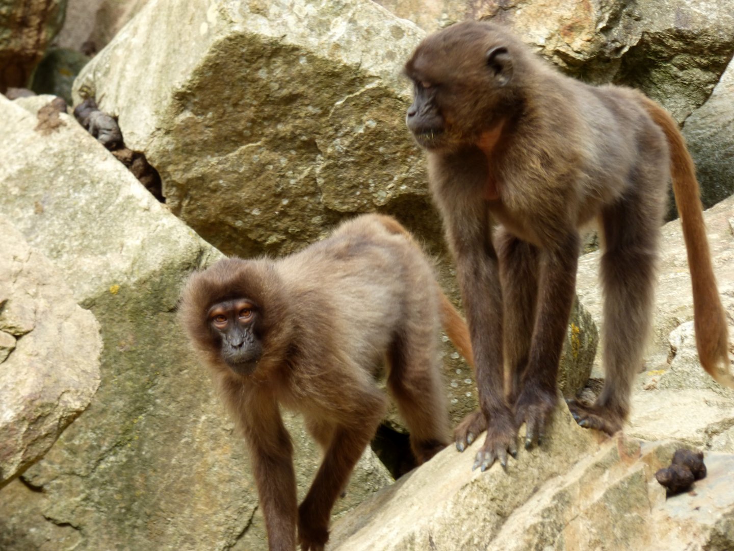 Gelada (Theropithecus gelada)