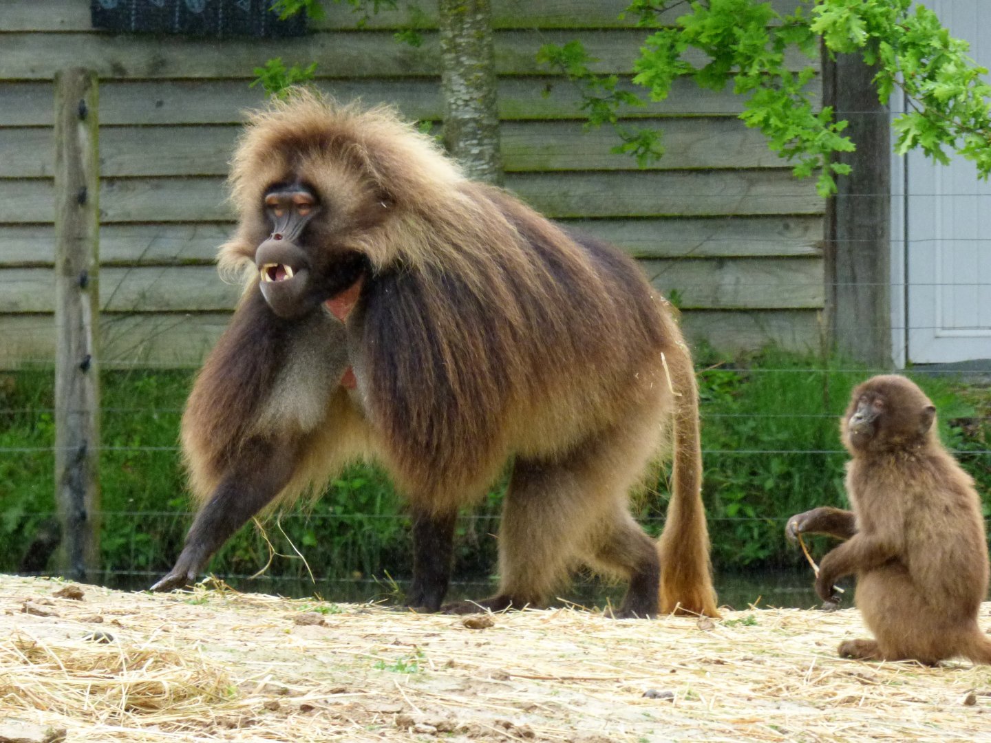 Gelada (Theropithecus gelada)