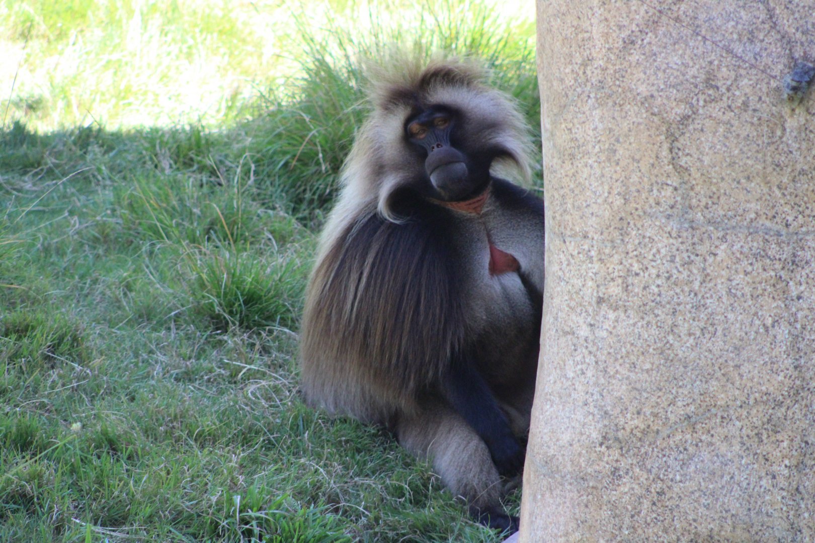 Gelada (Theropithecus gelada)