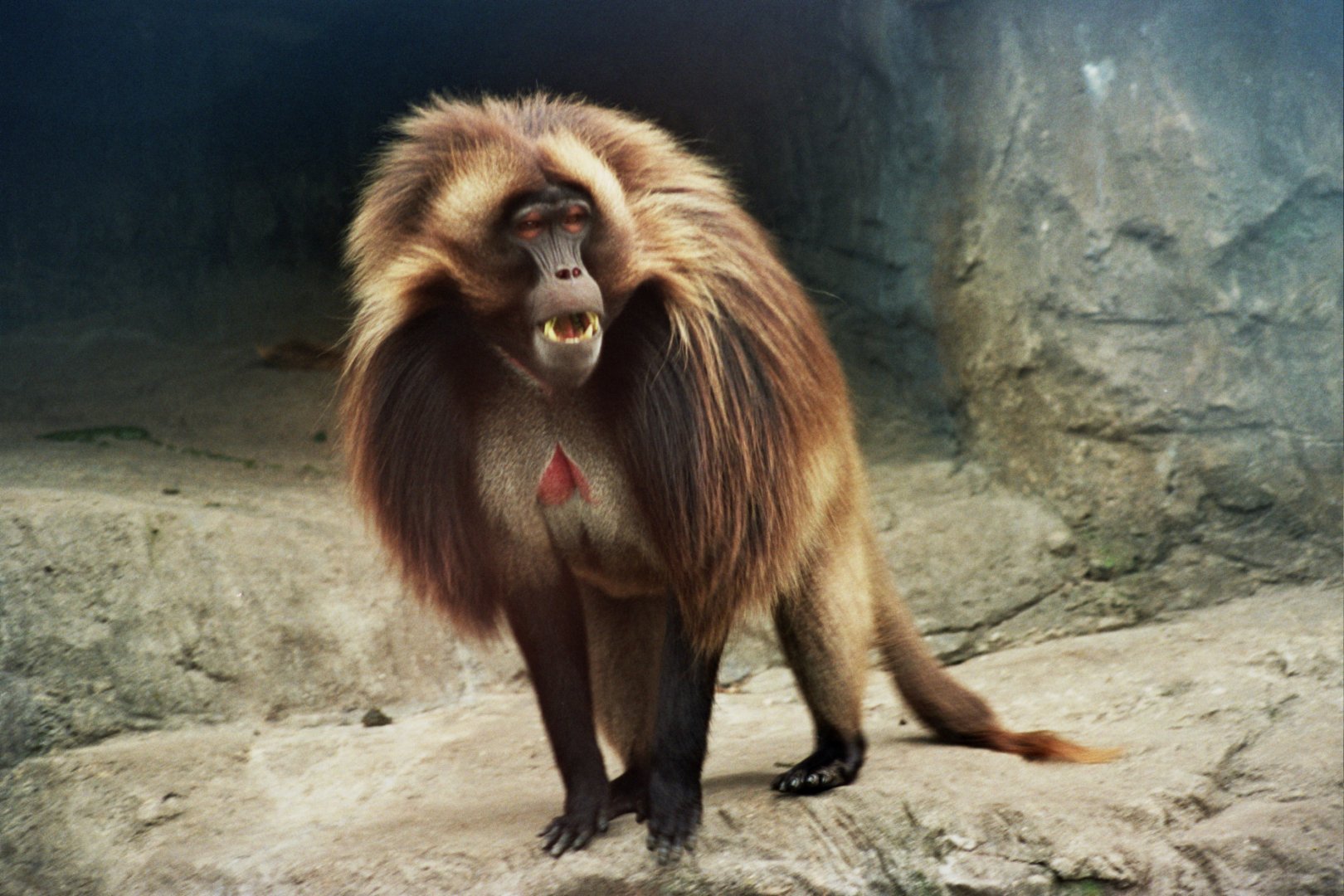 gelada (Theropithecus gelada)