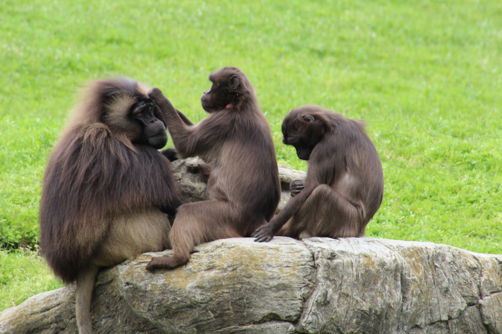 Gelada Troop