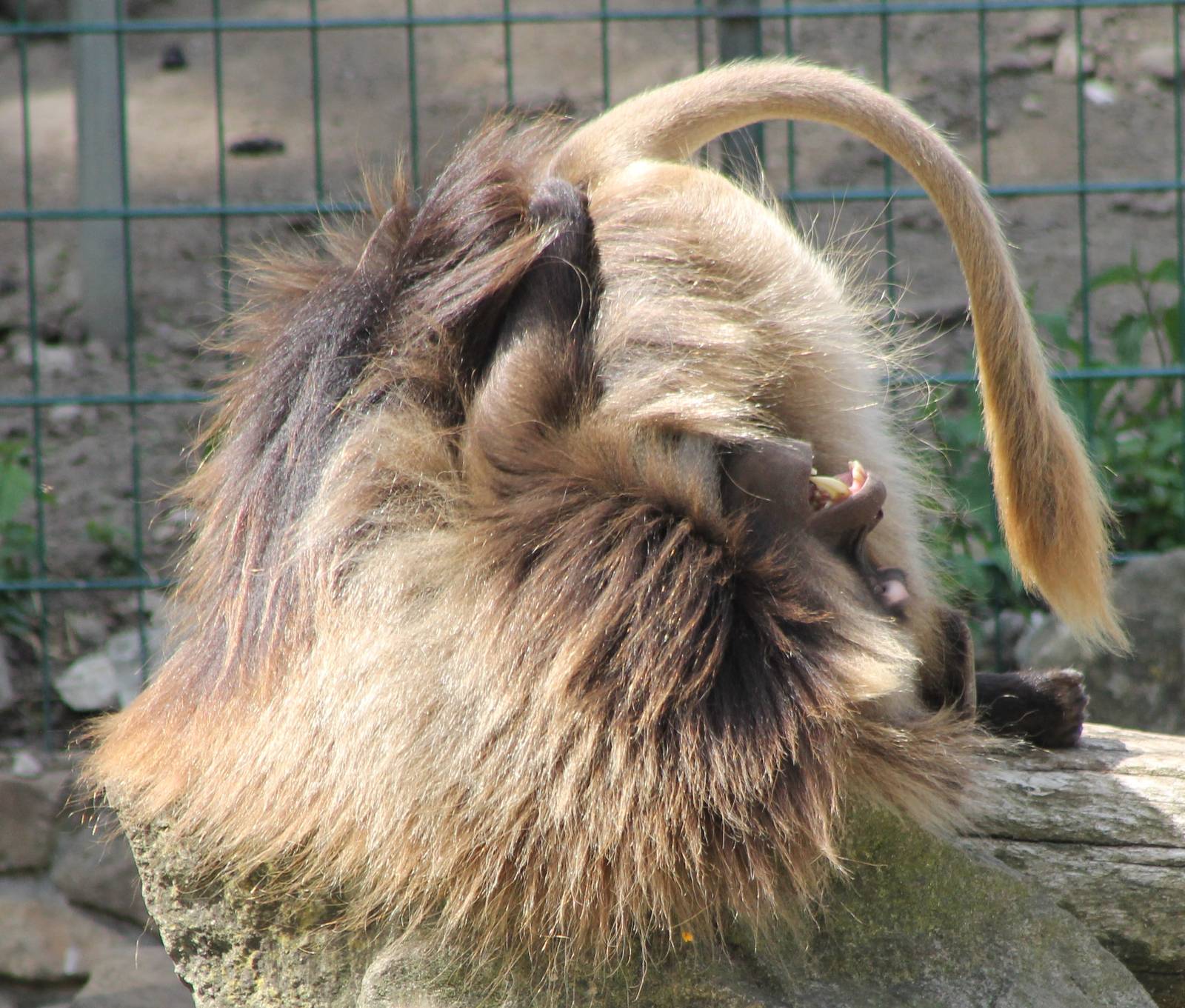 Gelada - up-side-down