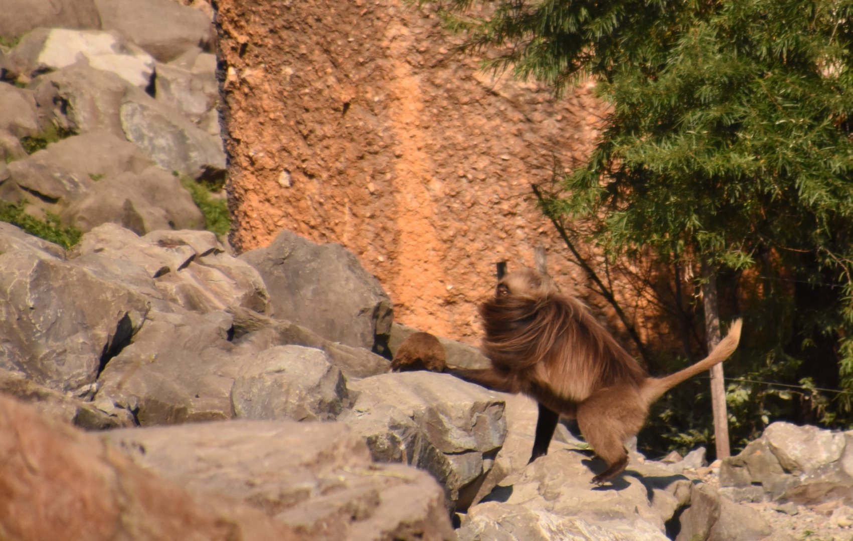 Gelada vs. hyrax
