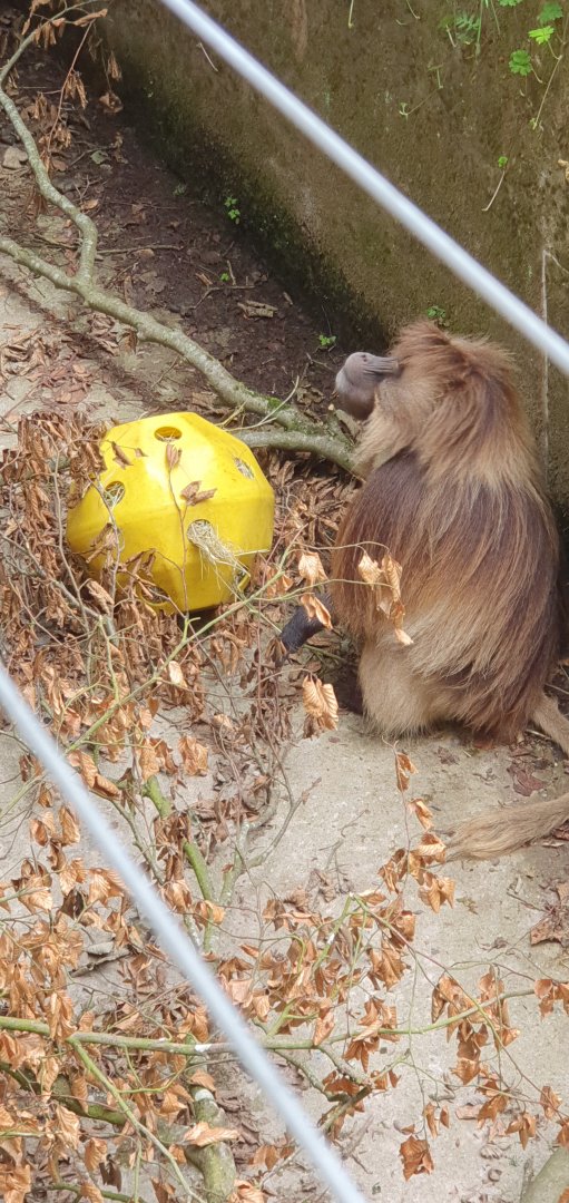 Gelada with enrichment
