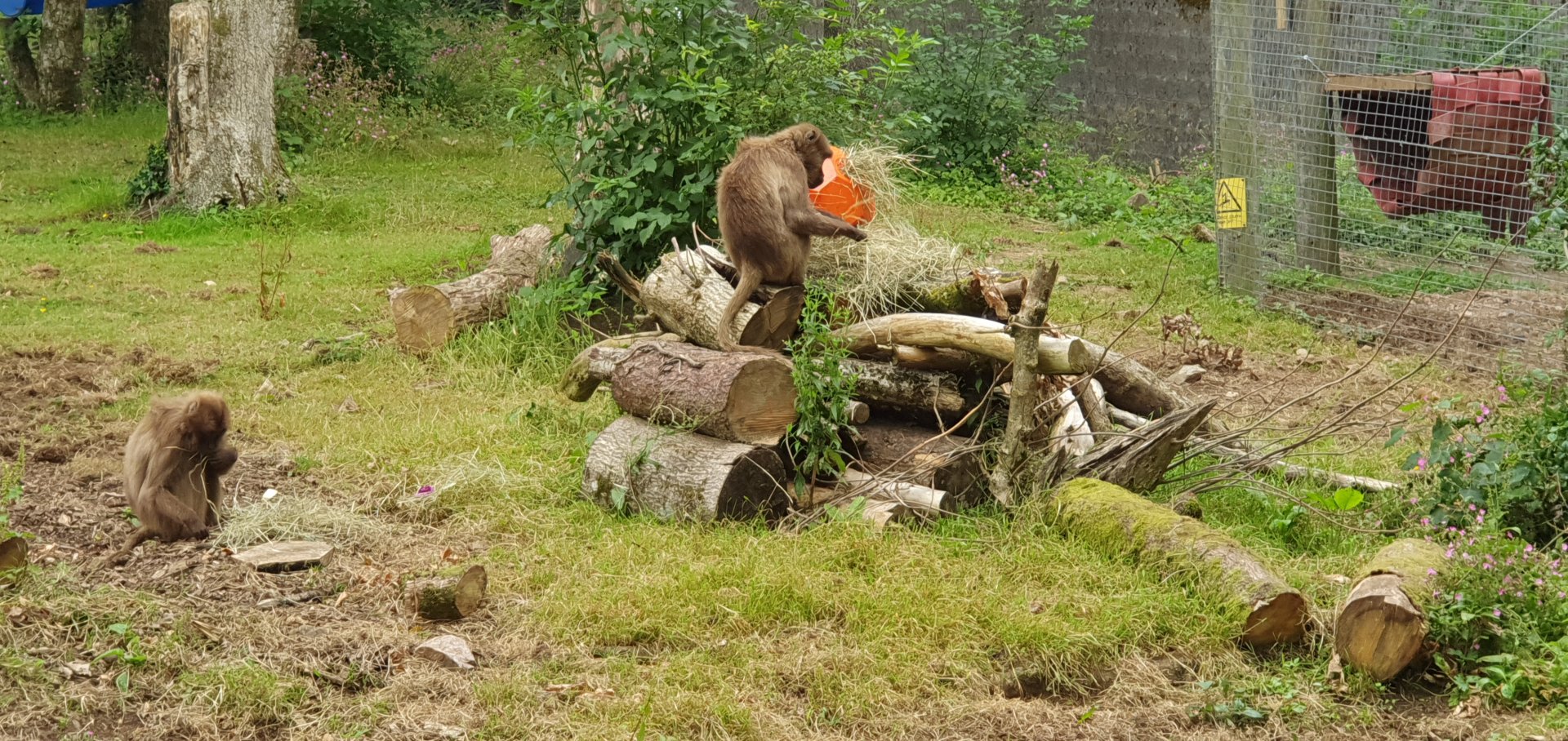 Gelada with enrichment