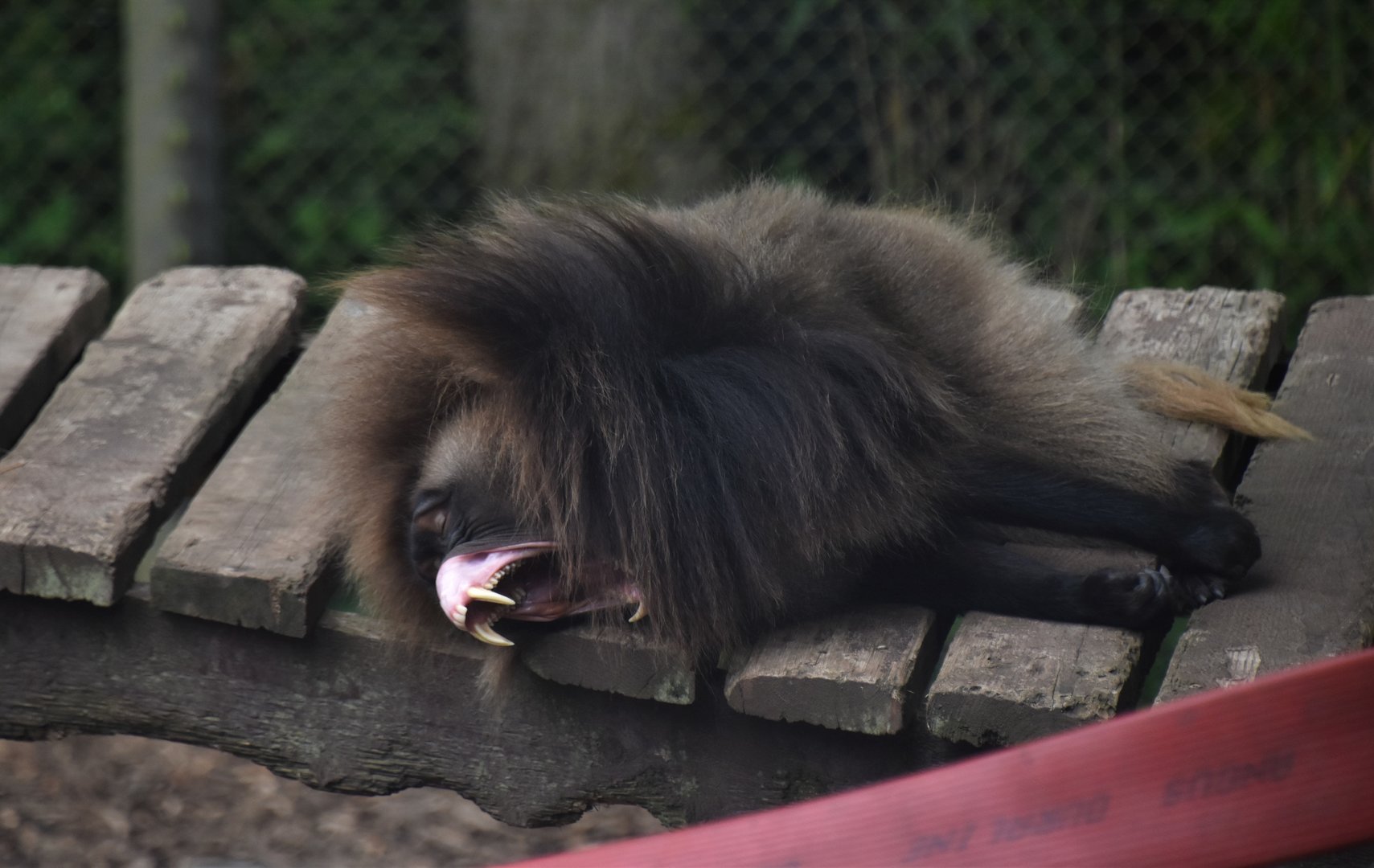 Gelada yawning