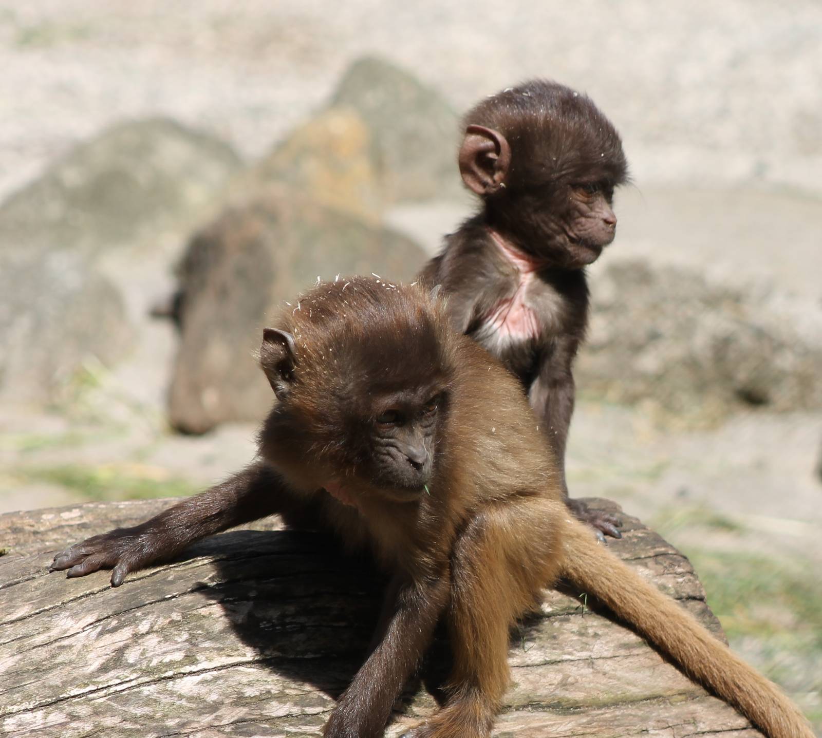 Gelada youngsters