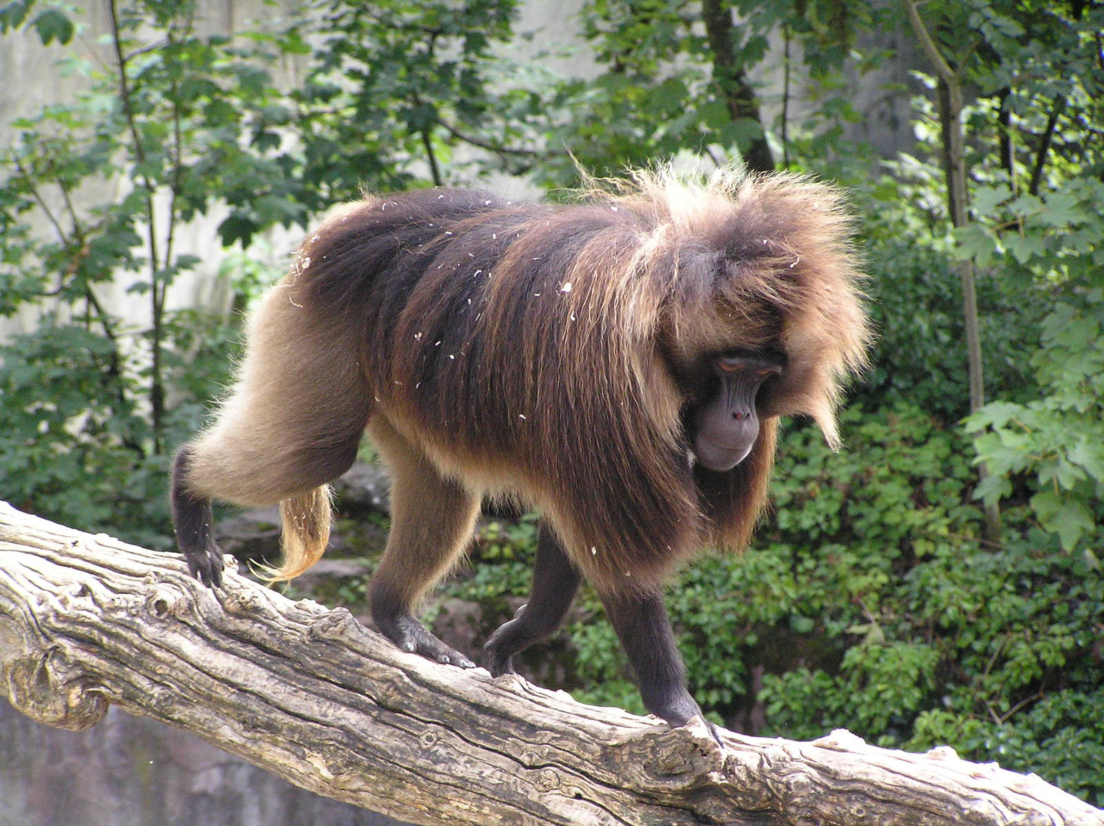 Gelada - Zurich