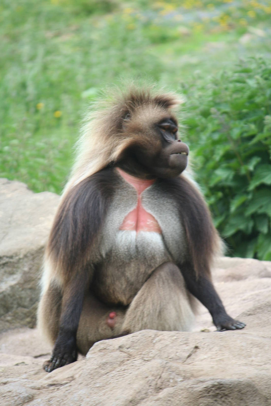 Gelada