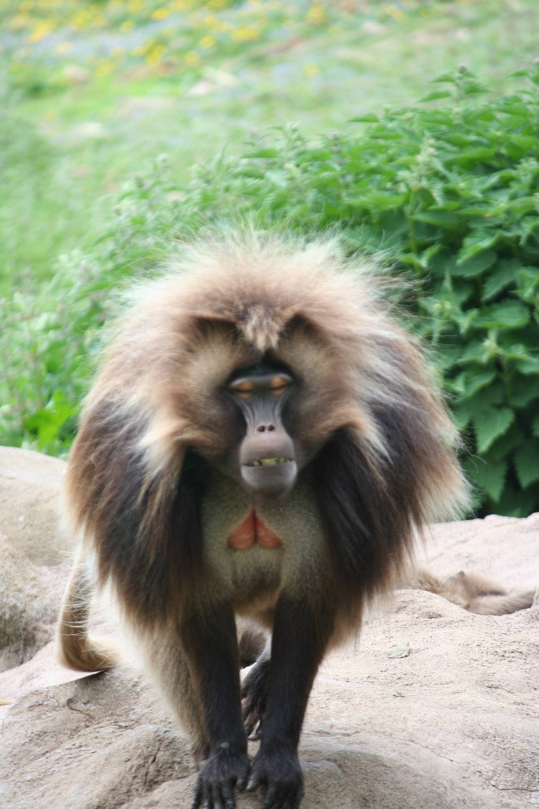 Gelada