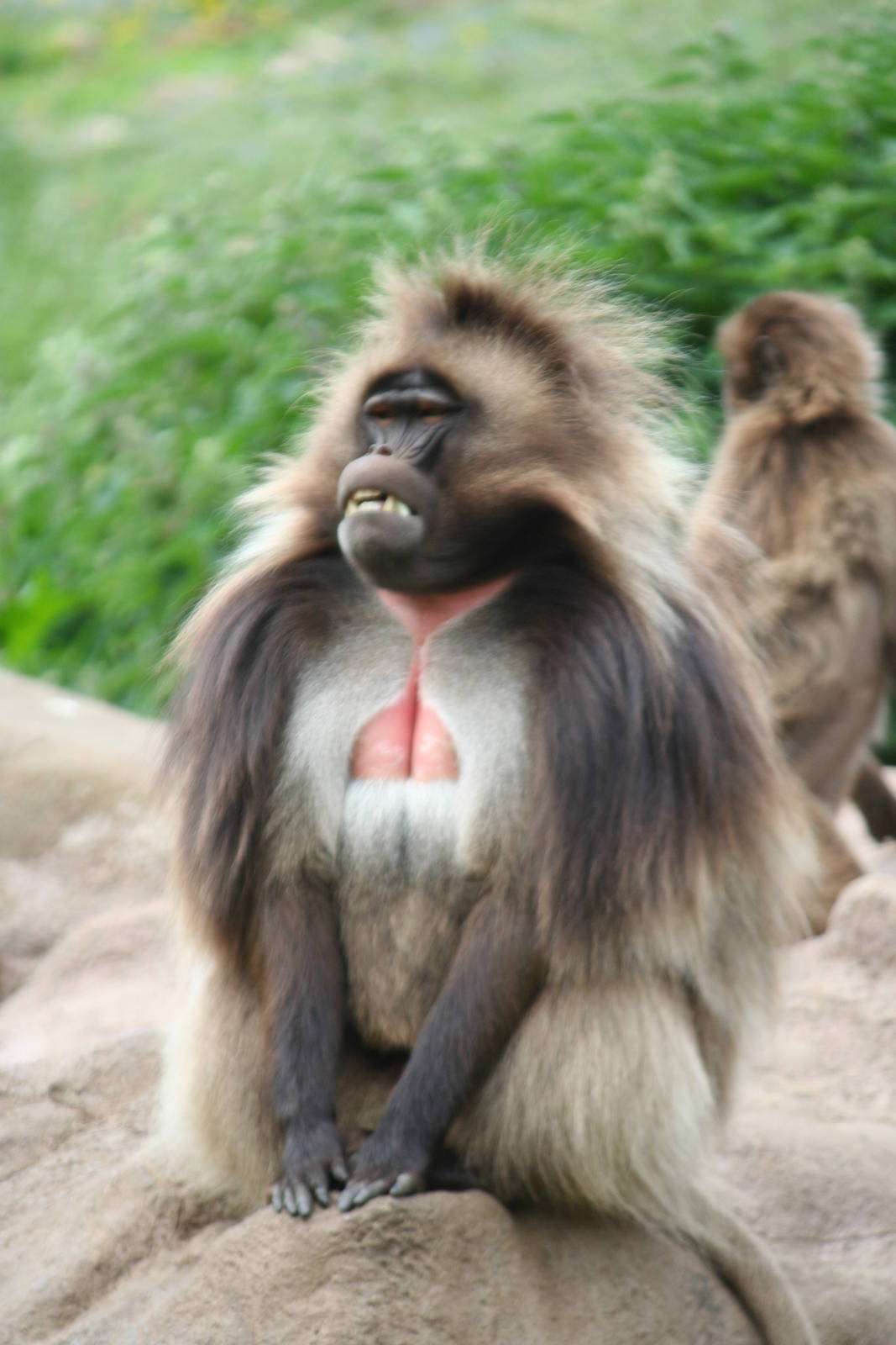 Gelada