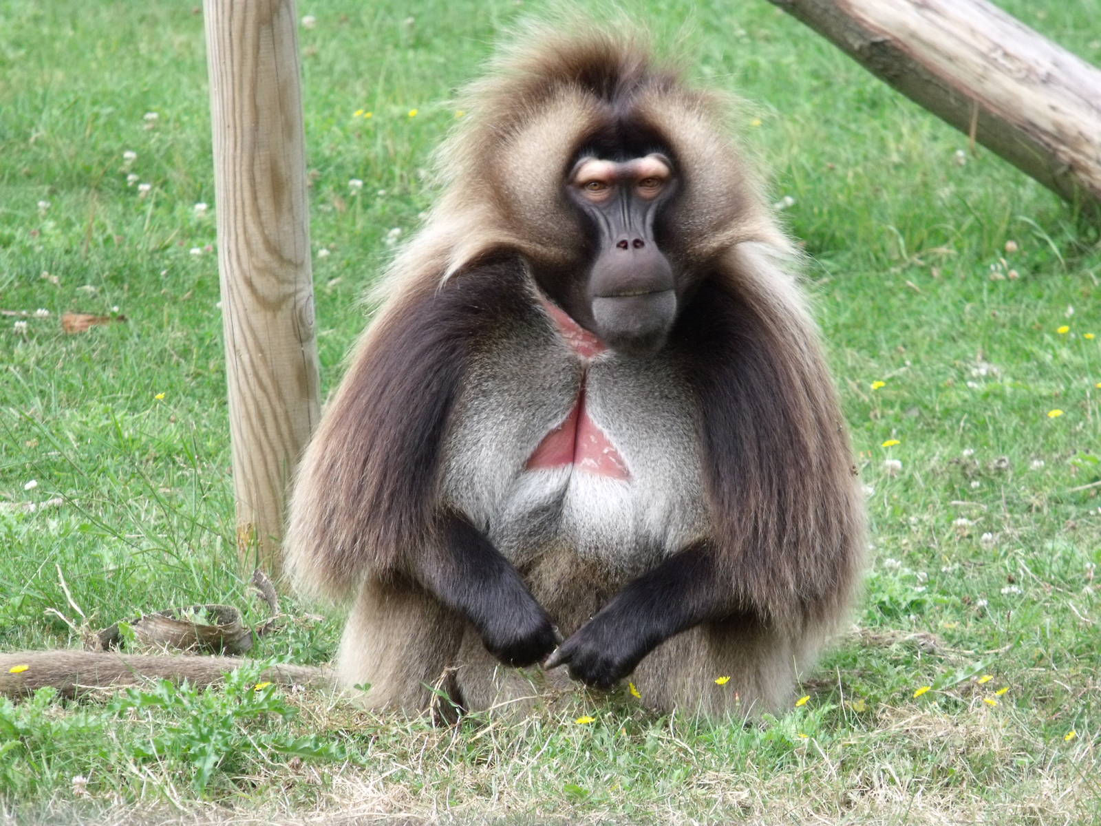 Gelada
