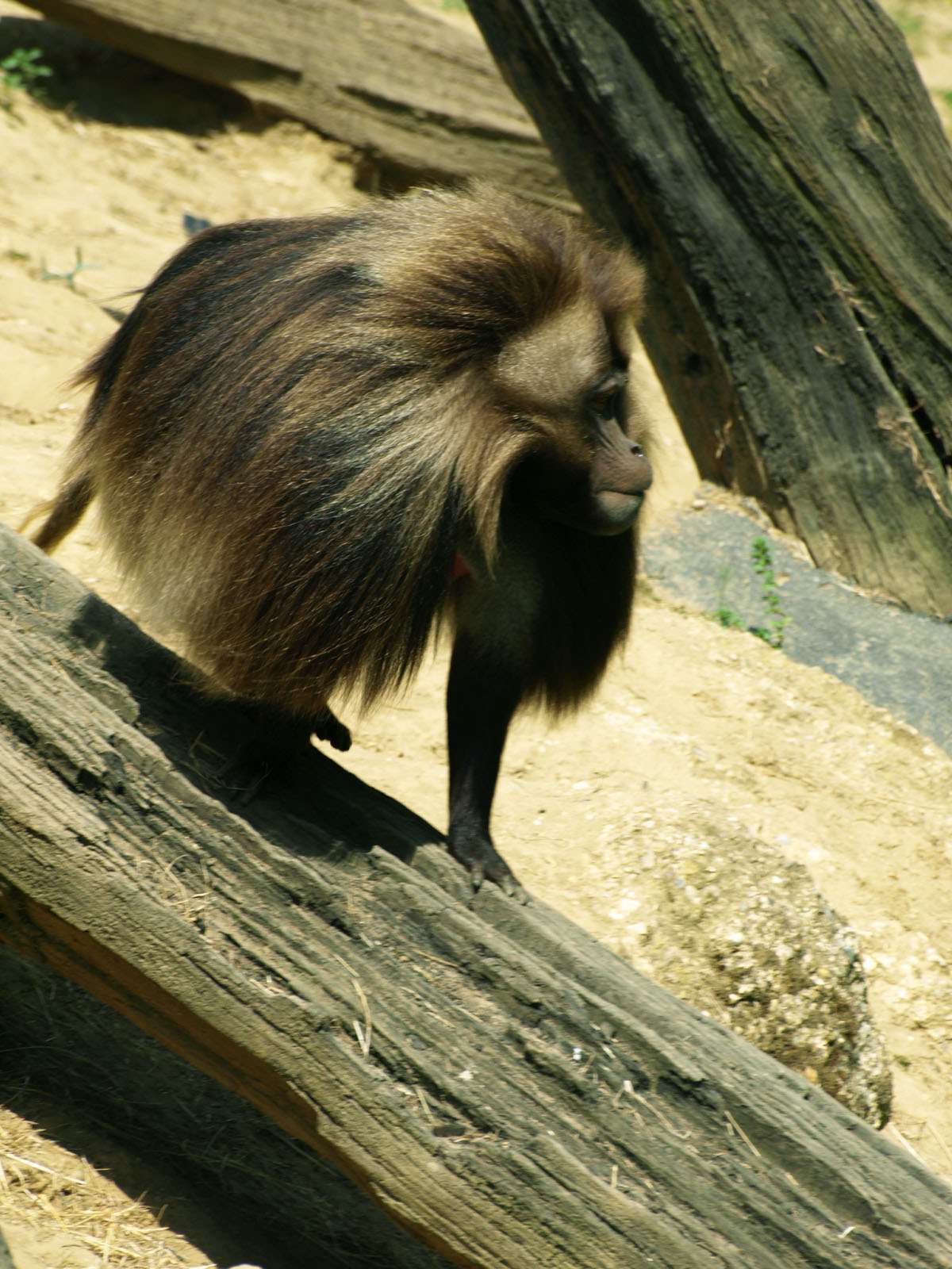 Gelada