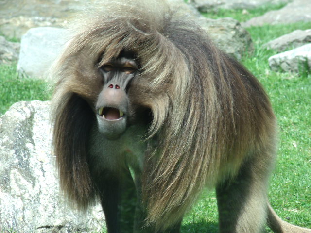 Gelada