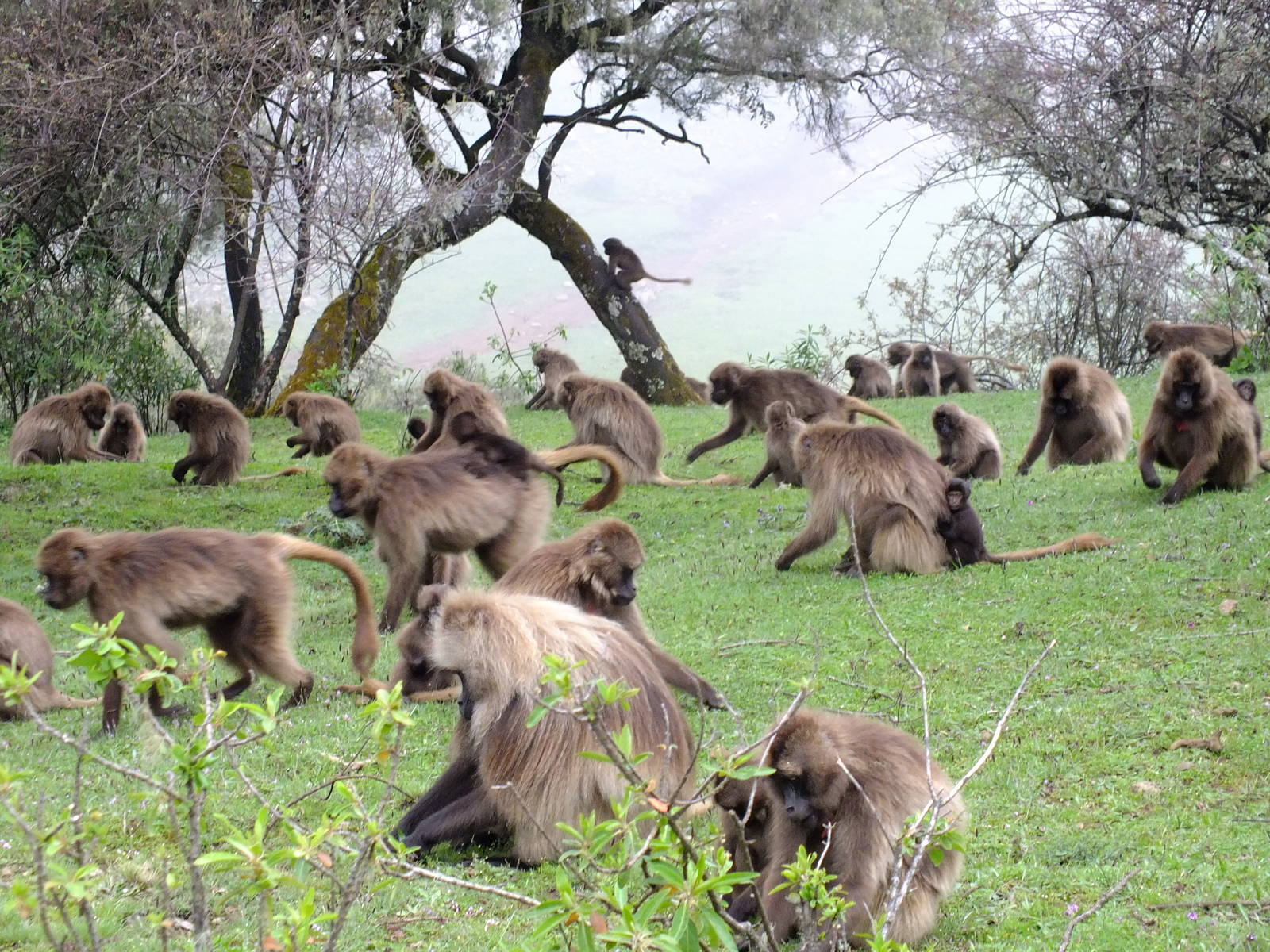 Gelada