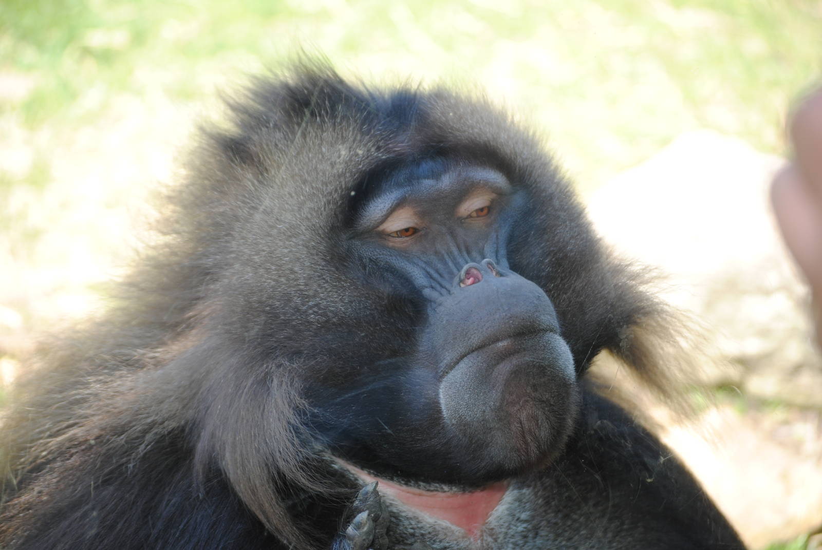 Gelada
