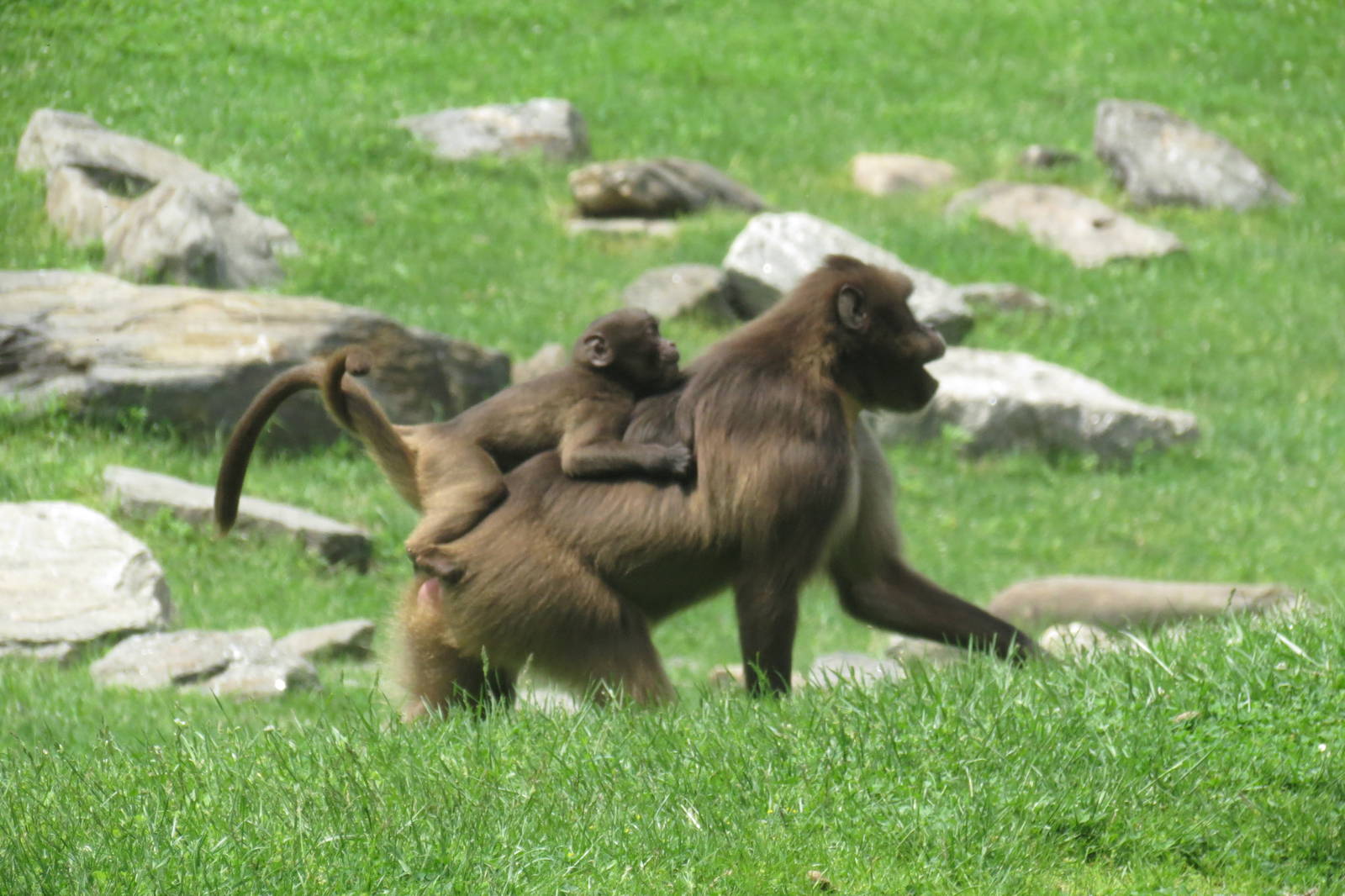 Gelada