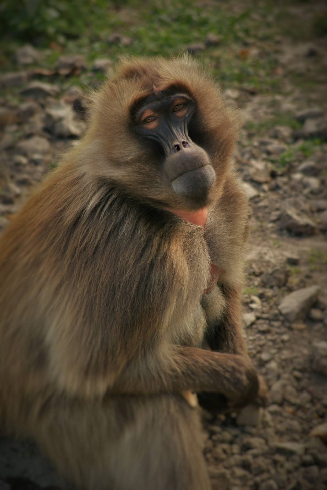 Gelada