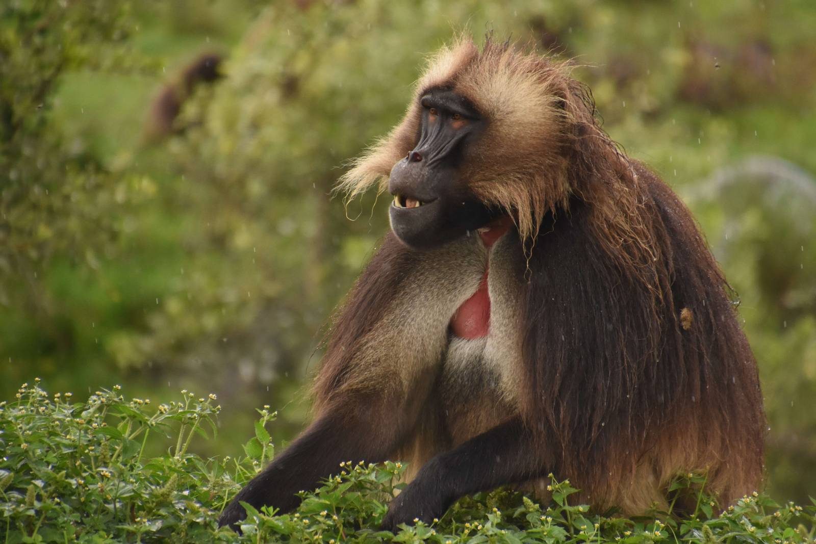 Gelada