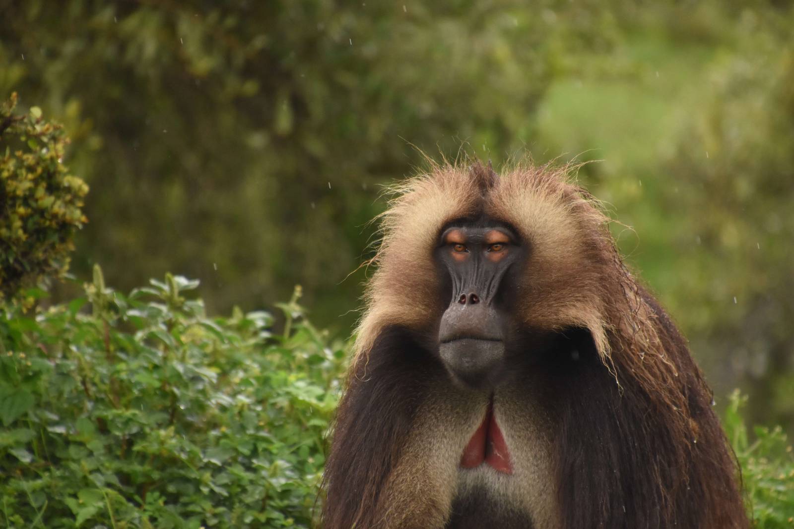 Gelada