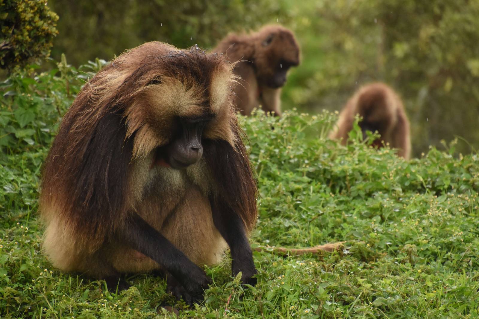 Gelada